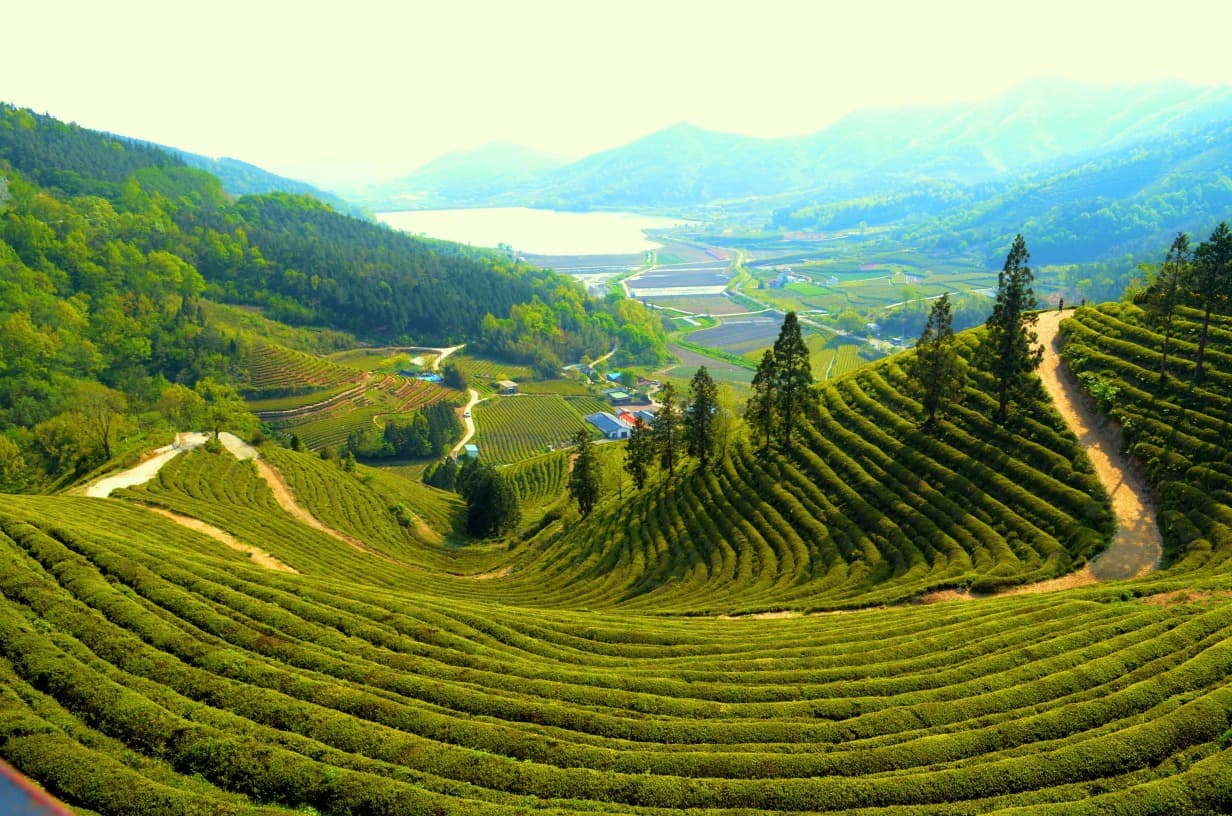 boseong coree du sud